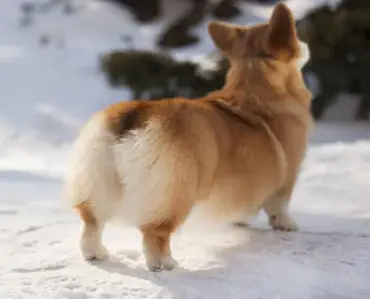 Do Corgis Shed Floofy Corgi bum