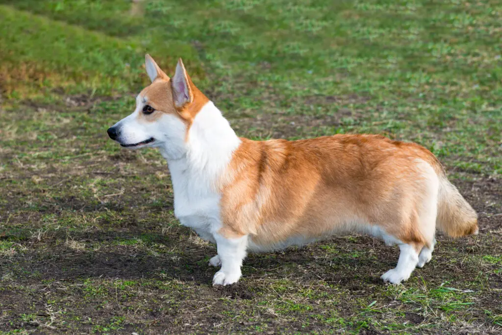 Do Corgis Shed side view of Corgi in show pose