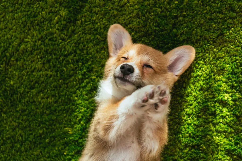 Do Corgis Shed sleeping on back on grass with paws in air