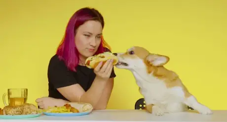 Do Corgis Shed woman feeding Corgi hotdog