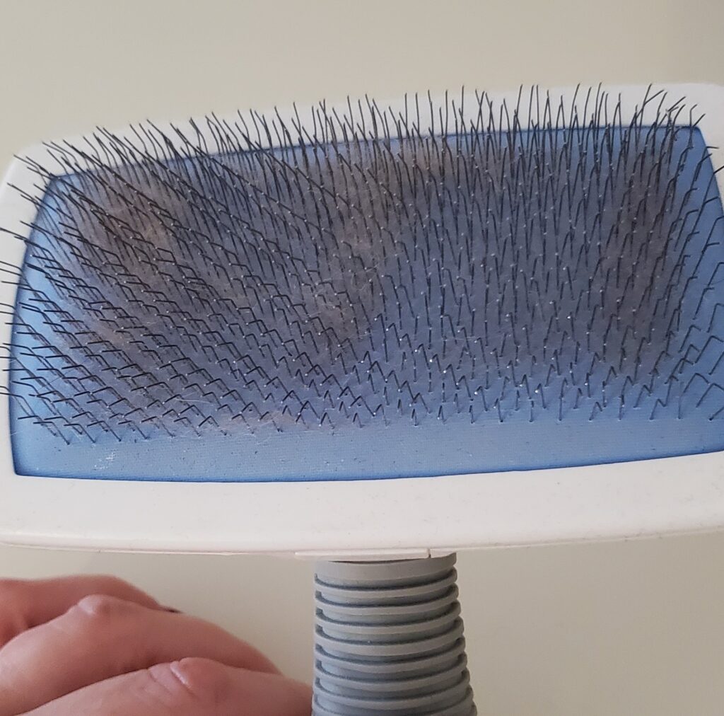 Slicker brush closeup with impossible to remove fur