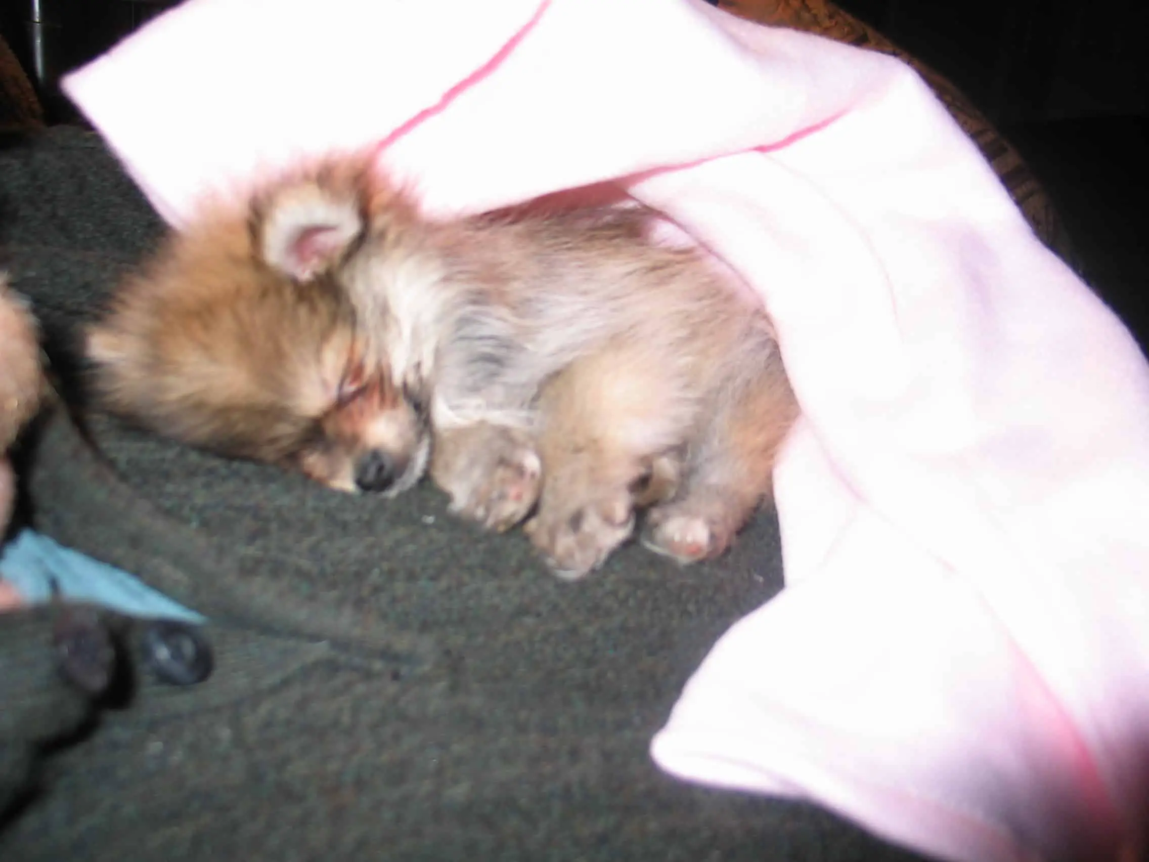Our teacup Pomeranian asleep on daddy's chest. Looks like a tiny wolf. Only a bit of red but mostly gray.