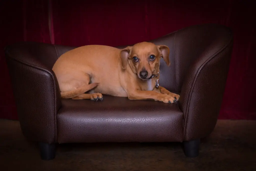 Chiweenie Dog on mini leather couch