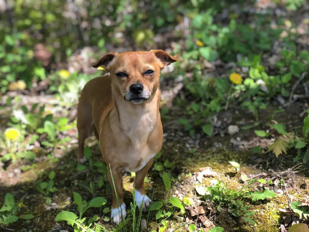 Chiweenie dog outdoors in the backyard in the flowers and grass