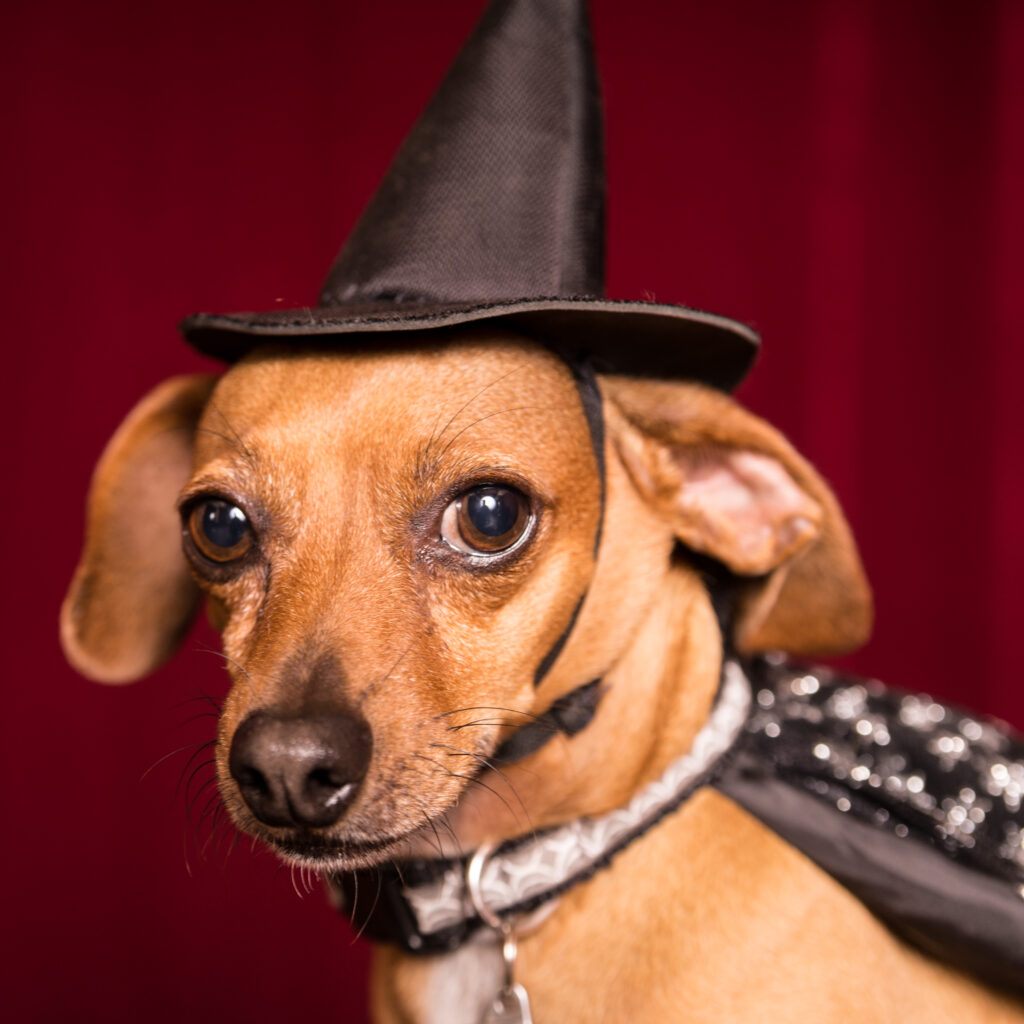 Chiweenie in cute witch hat and cape