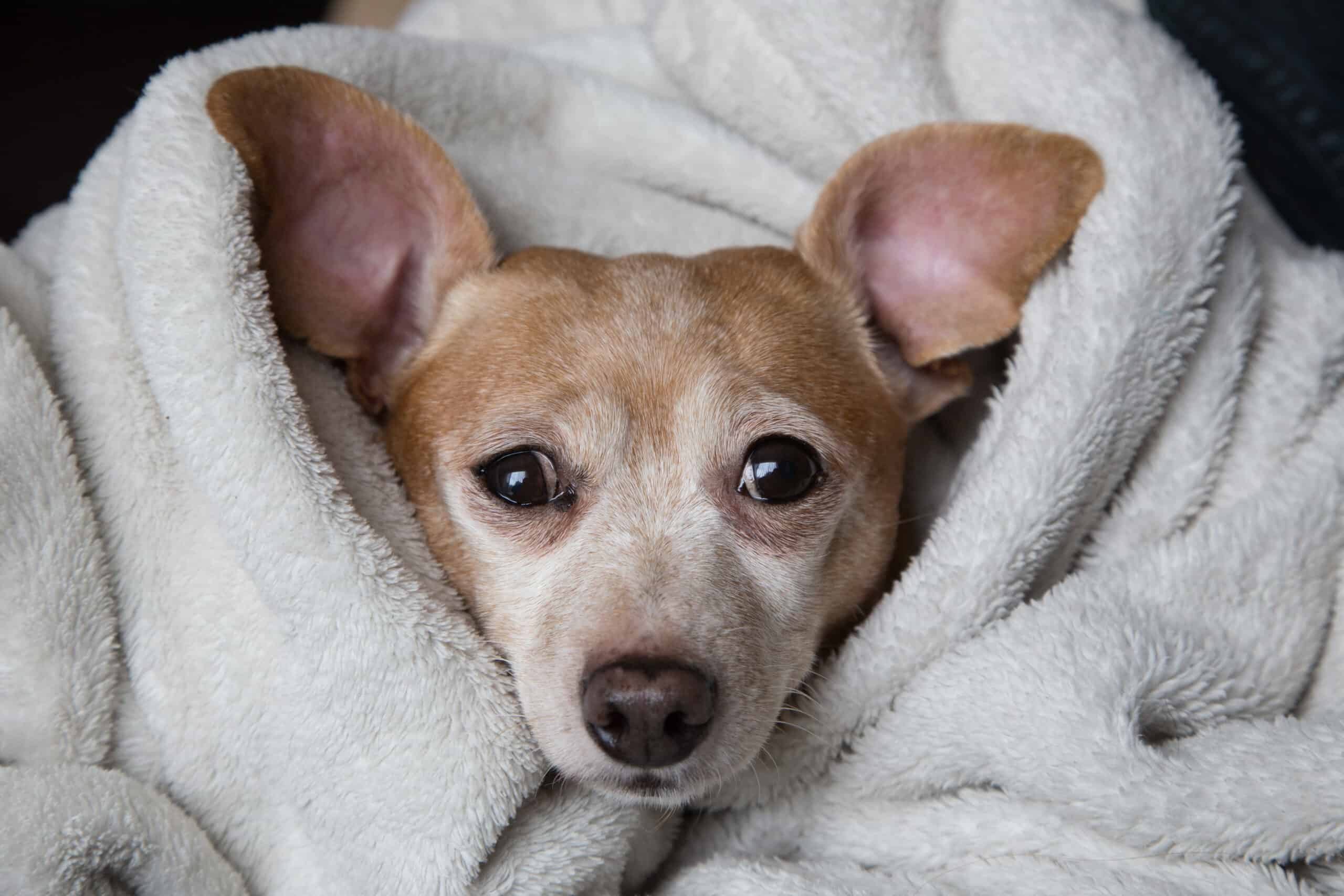 Chiweenie snuggling in white fuzzy blanket looking more Chihuahua than Dachshund