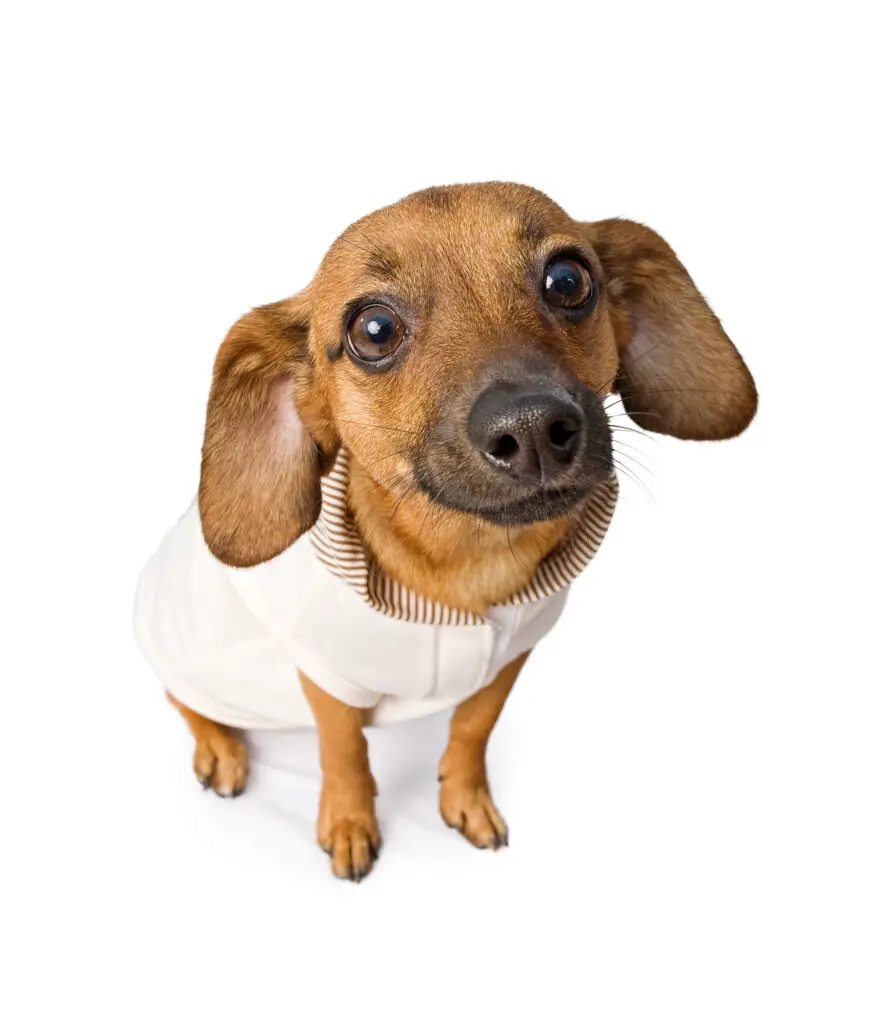 Chiweenie dog with white sweater