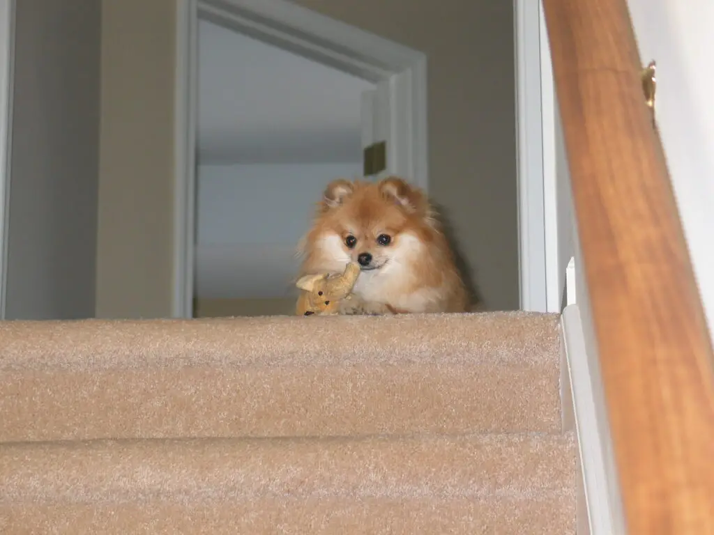 Teacup Pomeranian reigning from her throne and the top of the stairs.