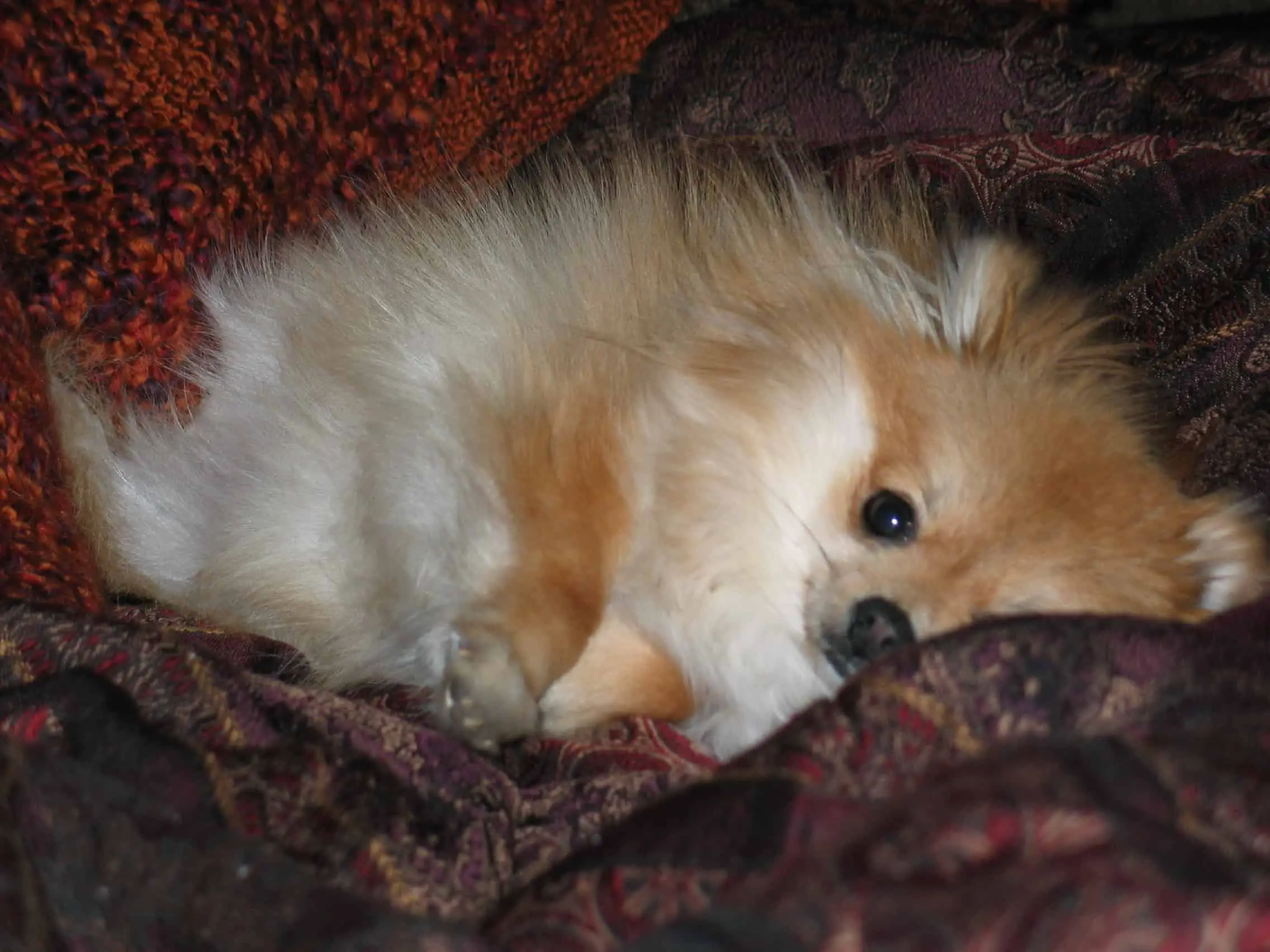 Annoyed Teacup Pomeranian trying to sleep giving the stink eye to the camera person (me).