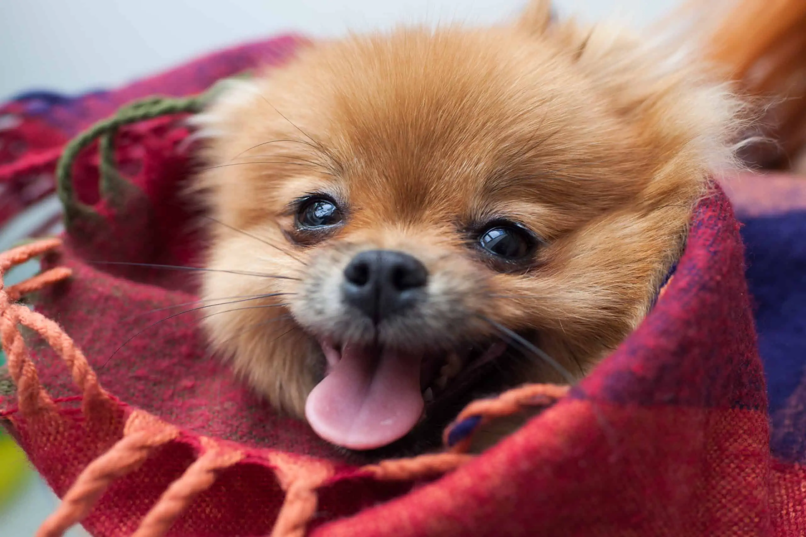 Teacup Pomeranian bundled up in red blanket with only head showing