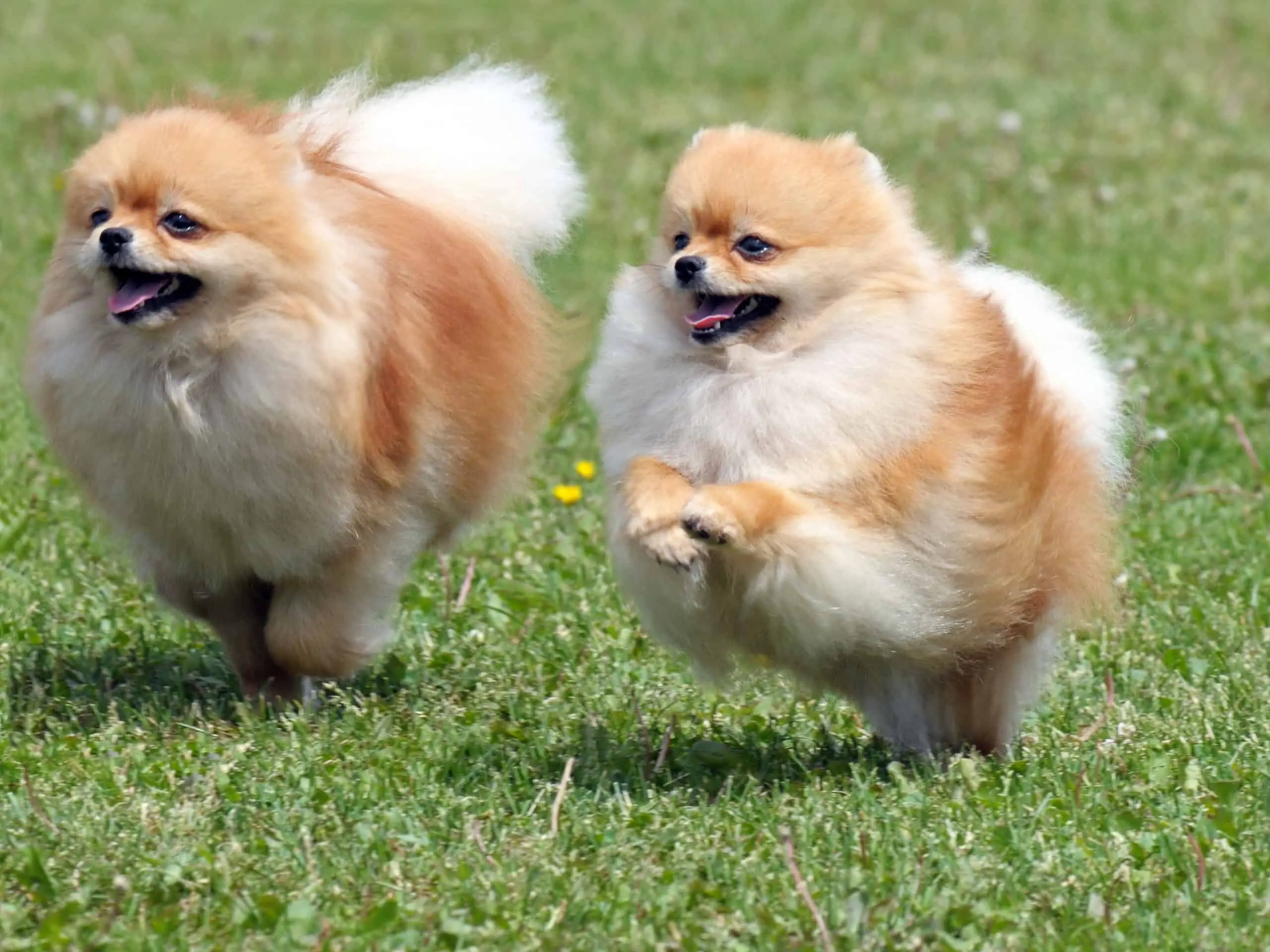 Teacup Pomeranian running happily on the grass