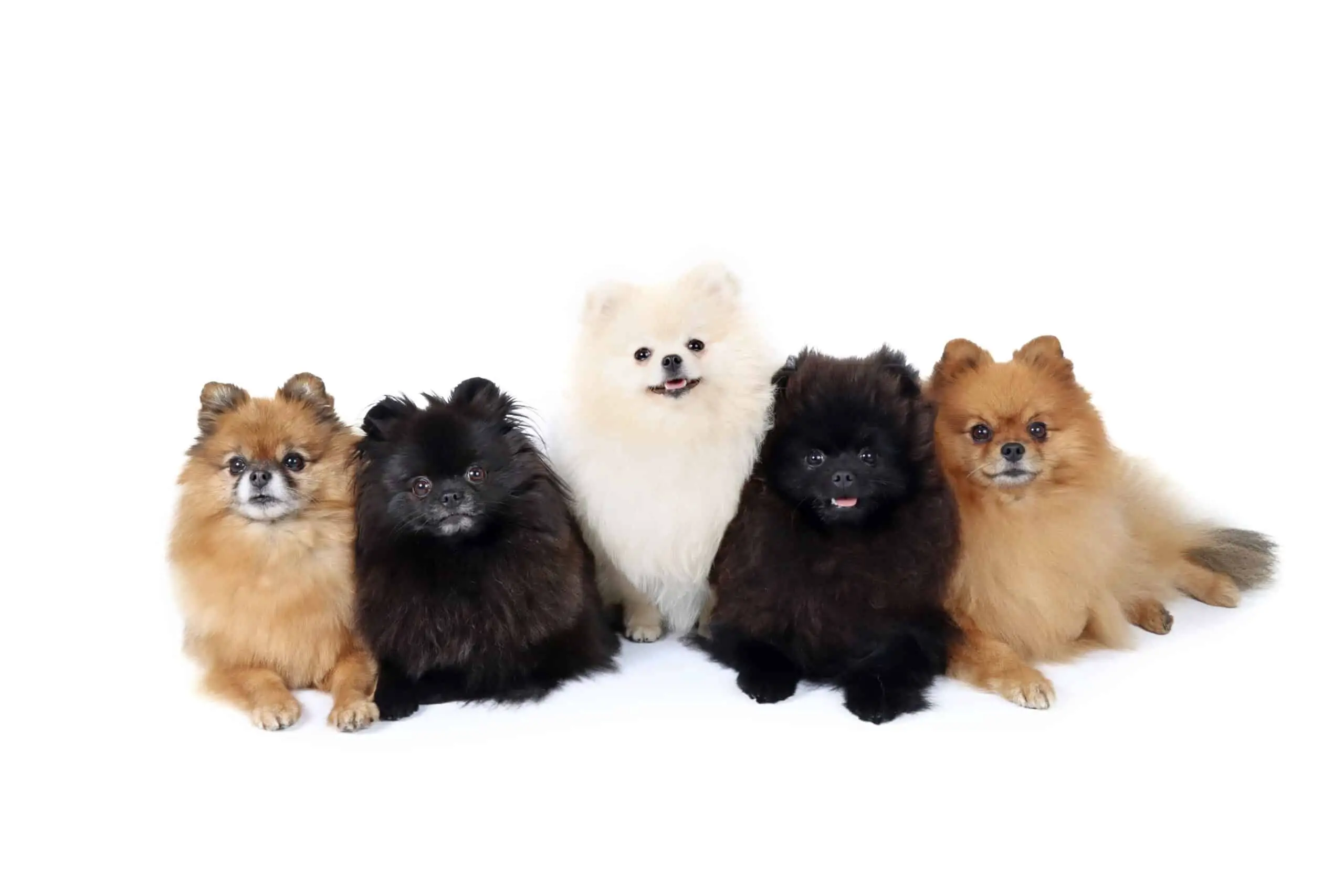 Teacup Pomeranians in brown, white, black and red
