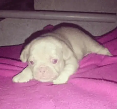 White pug Mr. Cornelius as a puppy on a pink blanket and his eyes look pink even though they are blue