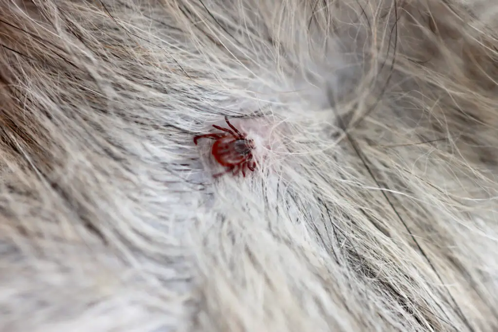 Dried dead tick on dog live Brown Dog tick attached to dogs skin.