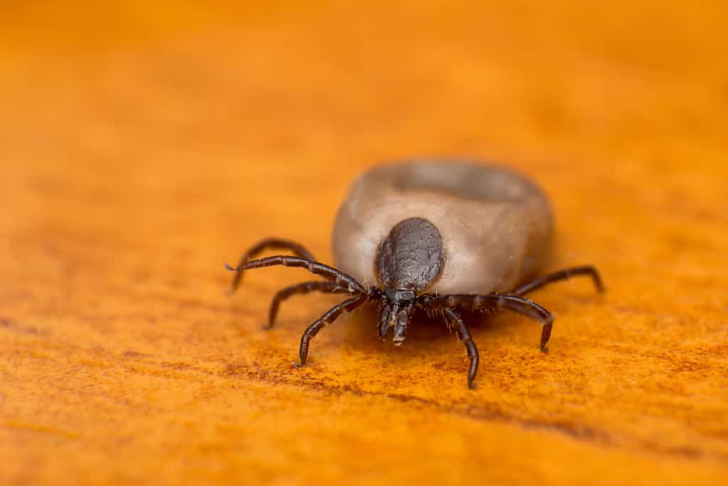 Dried Dead Tick on dogs fur close-up photo of a tick on wood surface