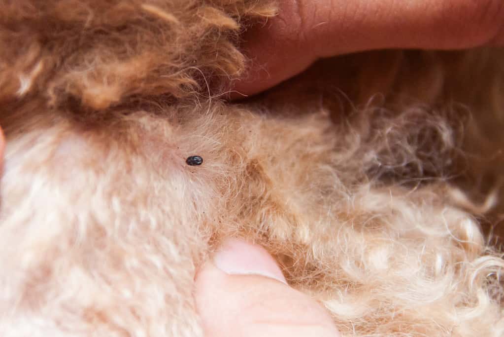 Dried Dead Tick on dogs fur