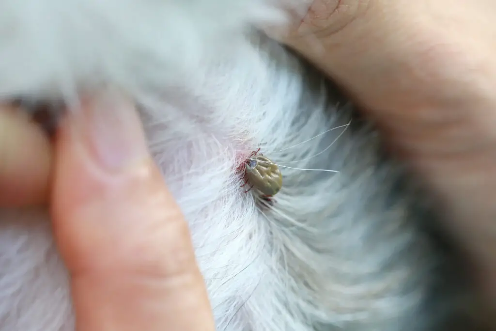 Dried Dead Tick live tick attached to dogs skin. Slightly bloated and light greenish