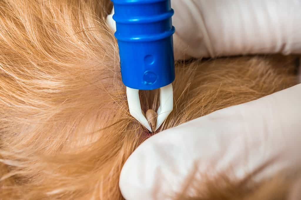 Close- up of Veterinarian removing a tick from a dog
