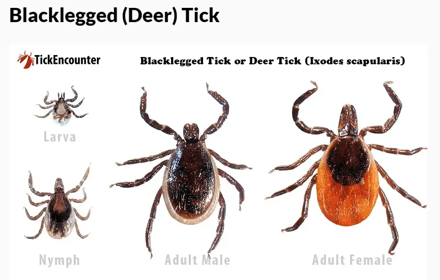 Dried dead tick on dog life cycle of deer tick