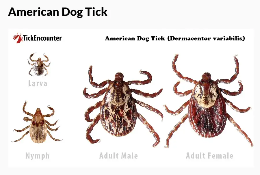 Dried dead tick on dog lifecycle of American Dog Tick