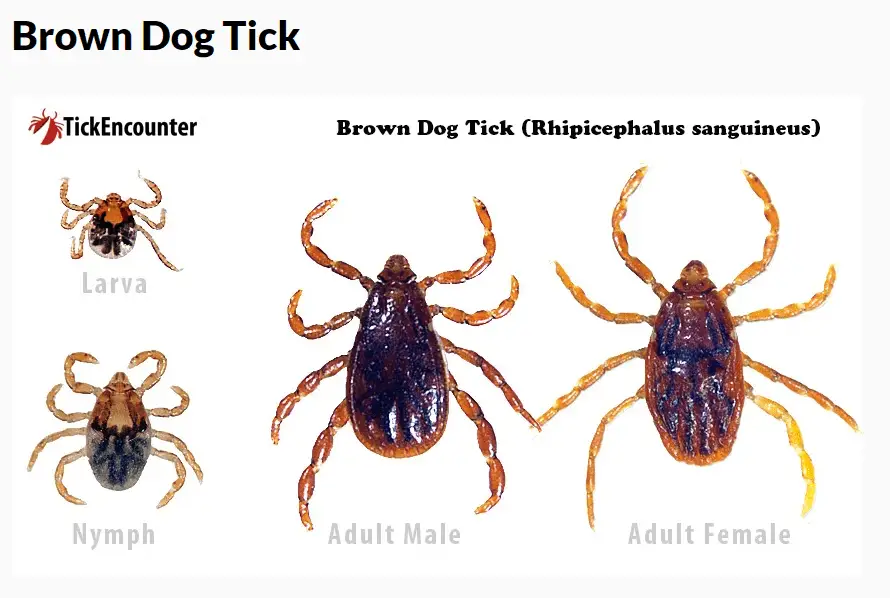 Dried dead tick on dog lifecycle of the Brown Dog Tick