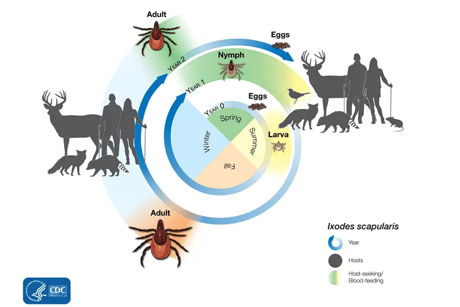 CDC infographic of the lifecycle of ticks
