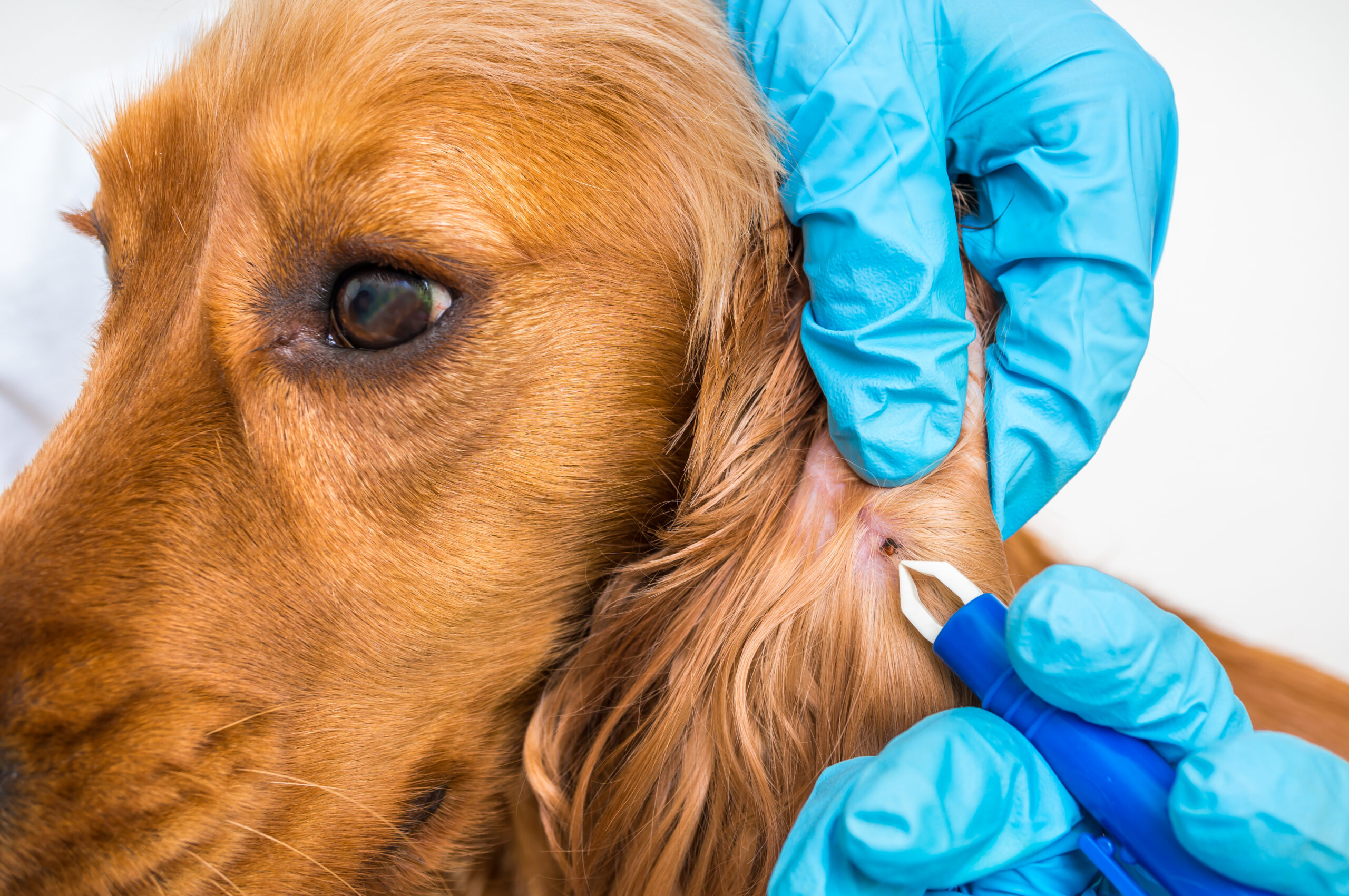 Veterinarian doctor removing a tick from the ear of a Cocker Spaniel