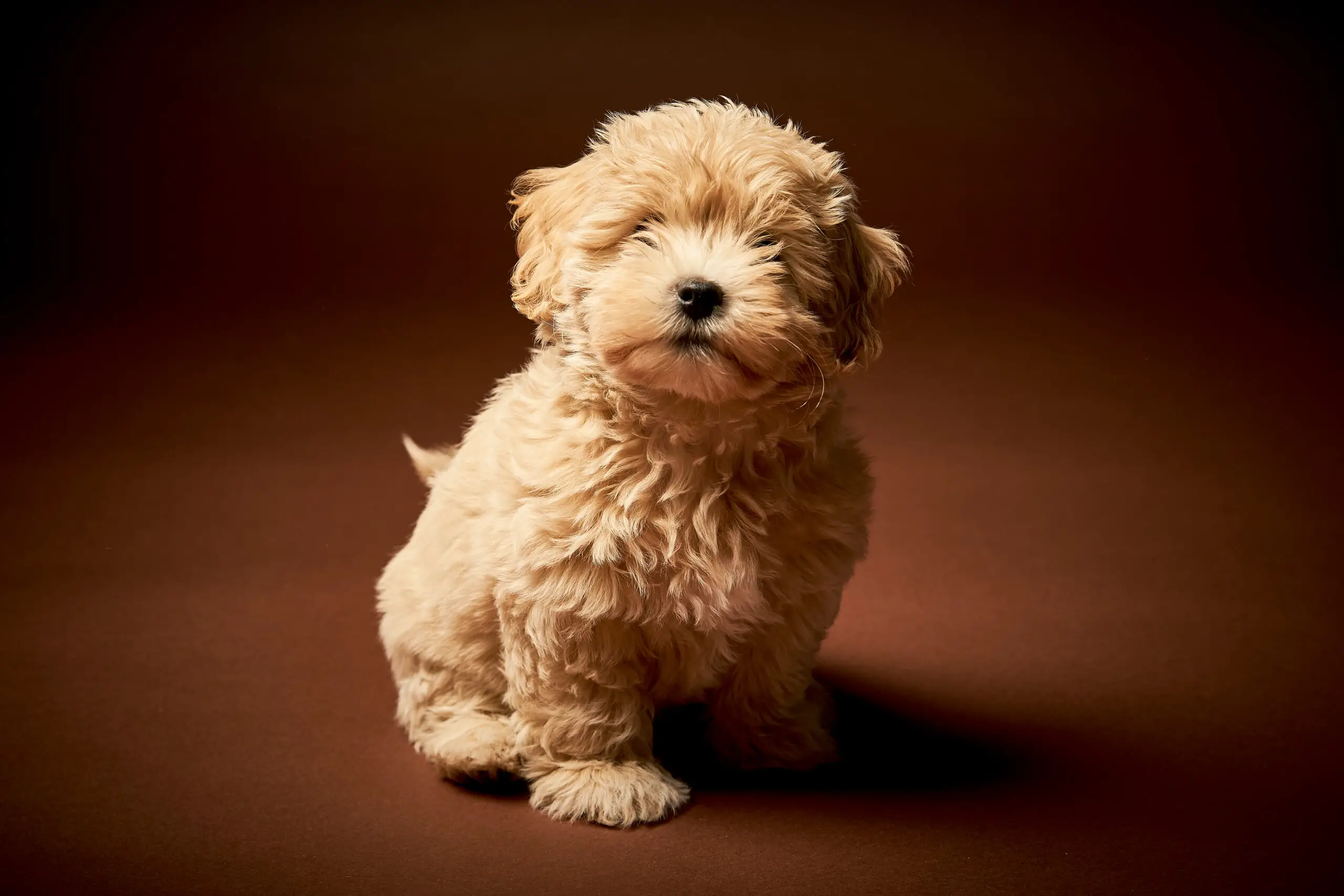 Peach color Maltipoo with a brown background