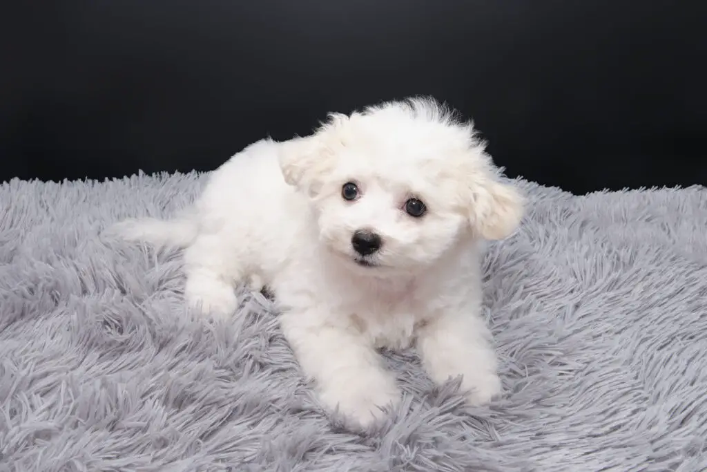 Maltese puppy on a fluffy mat with black background