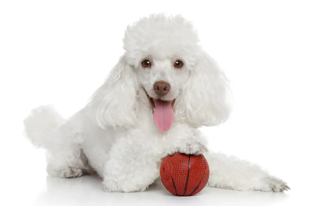 White toy poodle with ball