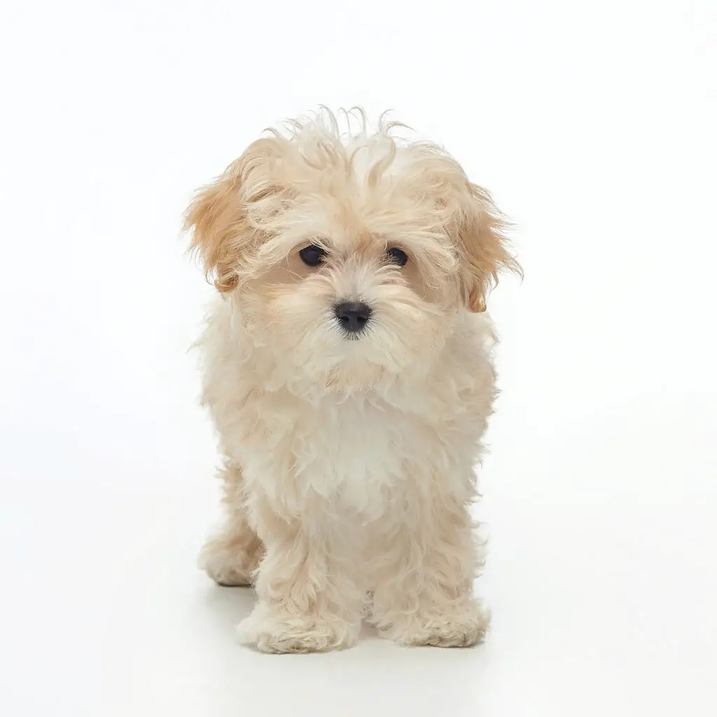 Young cream and peach Maltipoo with a white background