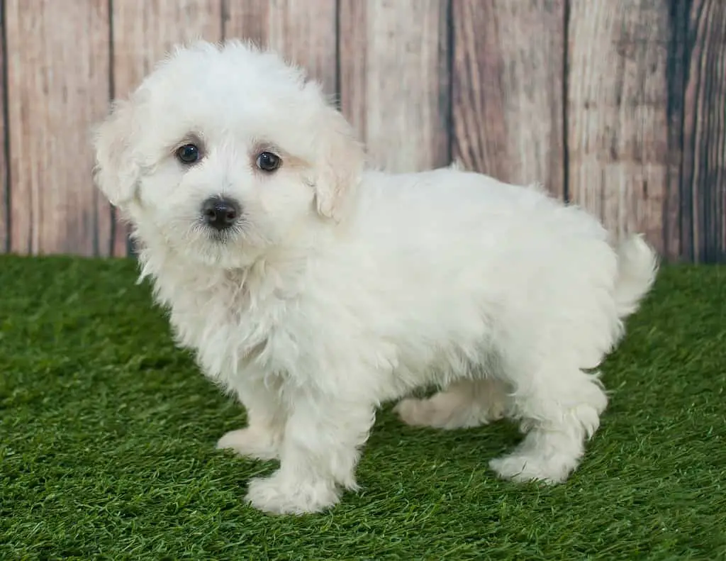 Sweet little Maltipoo puppy standing in the grass outdoors with a wooden fence behind her.