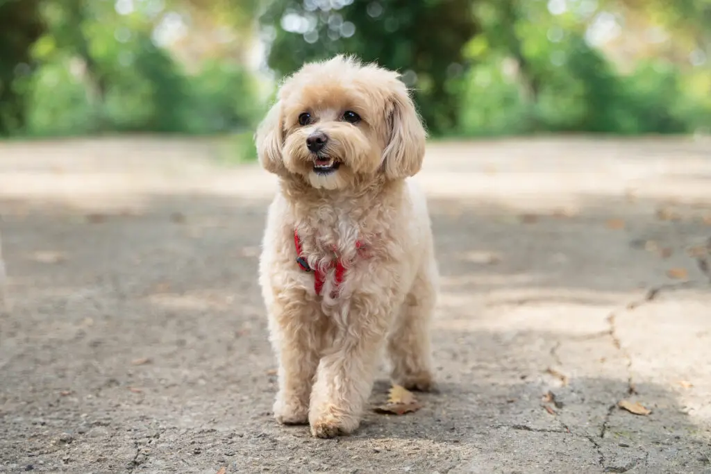 Blonde Maltipoo adult dog with a red harness