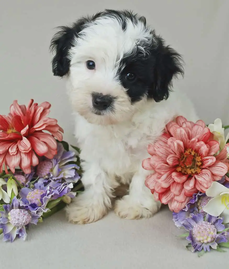 Back and white Maltipoo puppy sitting with Pretty spring flowers.