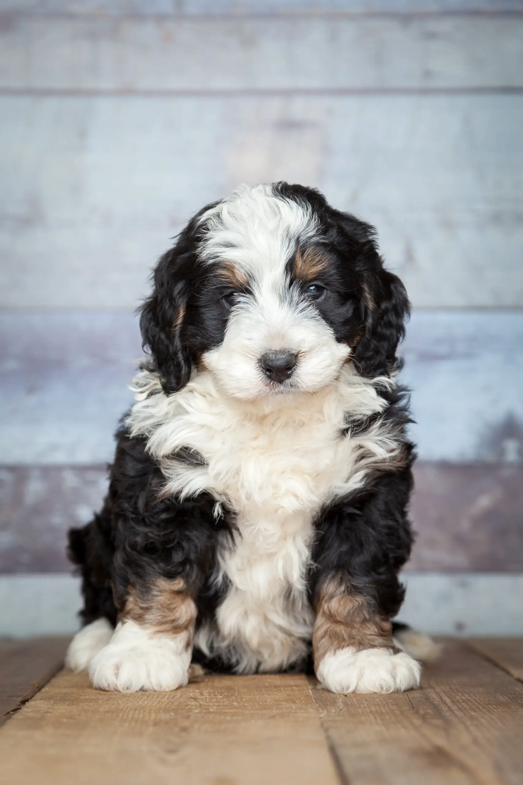 Black white and Mini Bernedoodle with thick curly hair