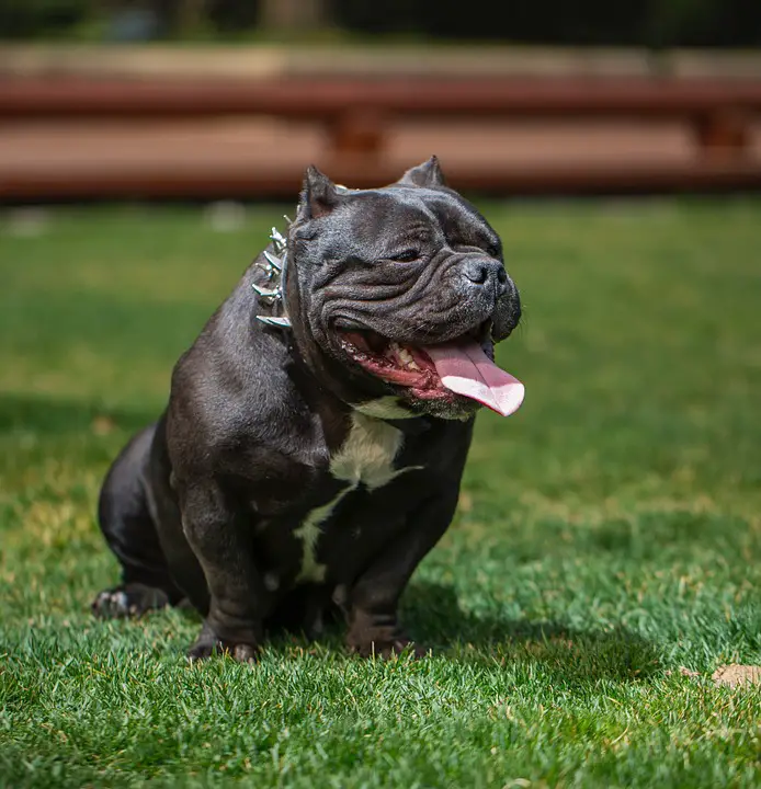 Micro Bully Brown dog sitting on grass with spiked collar