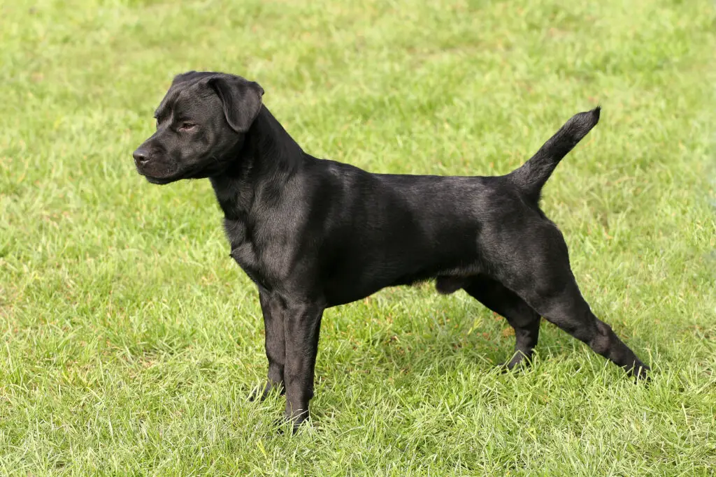 Micro Bully parent breed Patterdale Terrier looks like a small black labrador retriever
