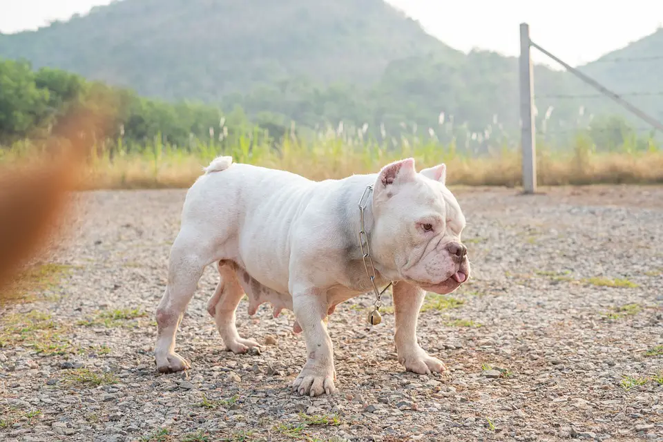 Micro Bully White Female with chain collar with bell pendant