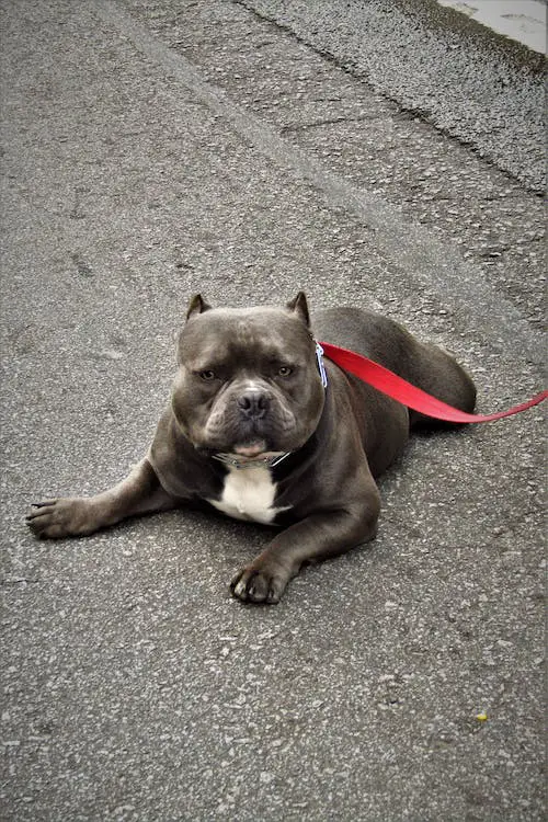 Micro Bully lying on concrete with red leash