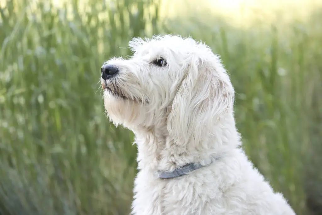 Side view of White Labradoodle with light blue collar