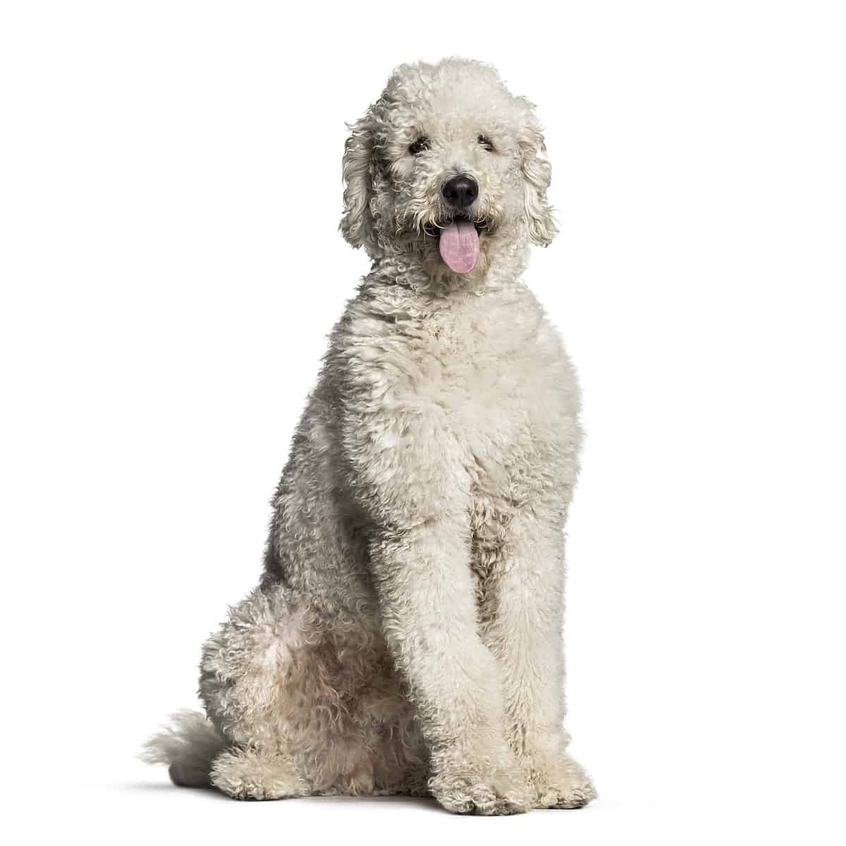 White Labradoodle, 1 year old, sitting in front of white background