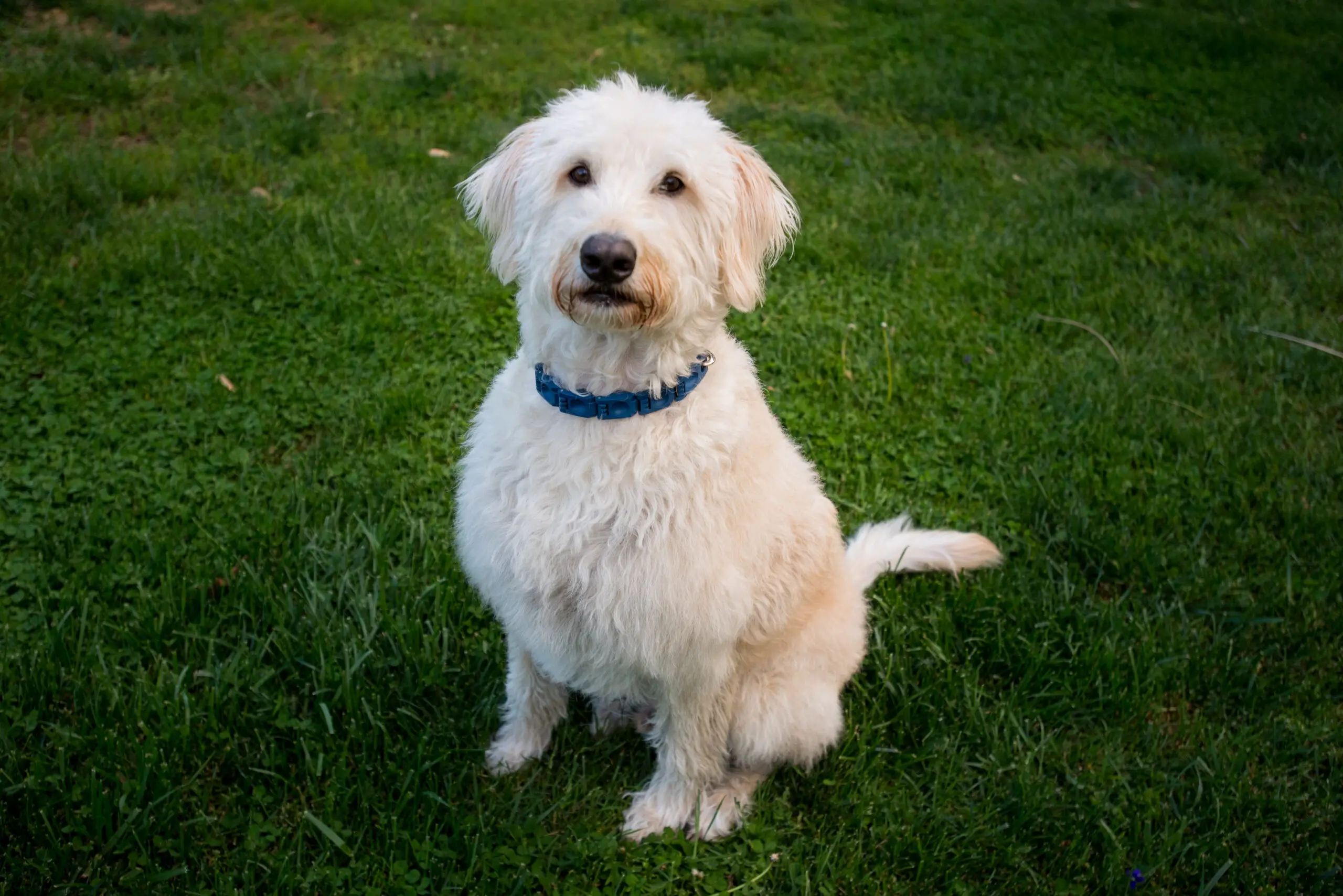 White Labradoodle with blue collar