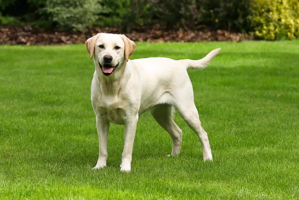 White Labrador Retriever standing on grass