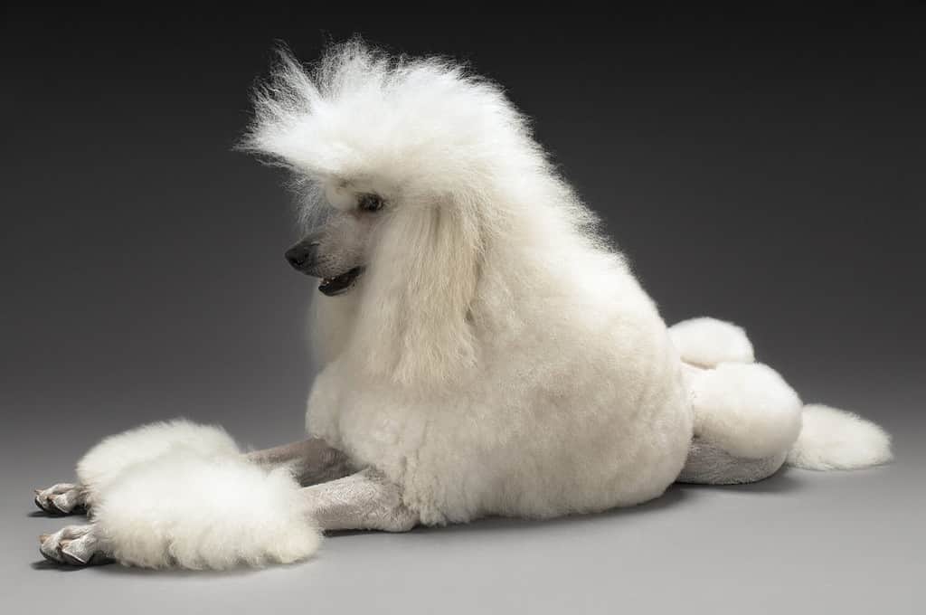 White Labradoodle Poodle Parent with big fluffy hair