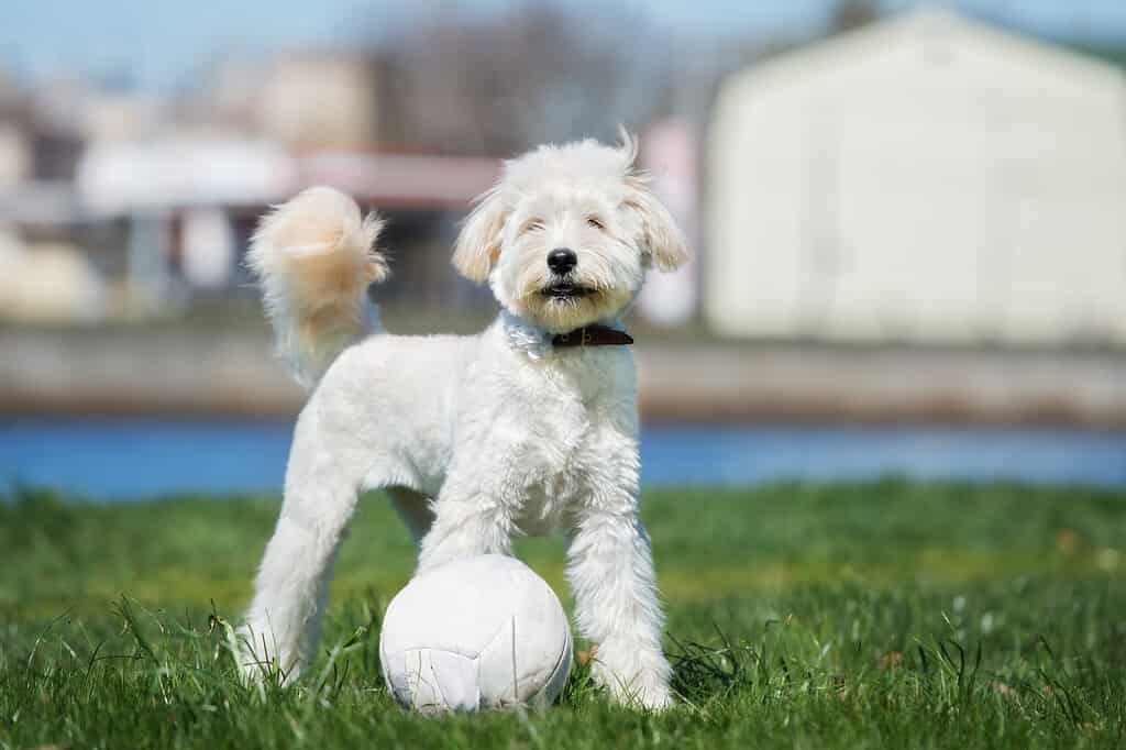 White Labradoodle Puppy with ball