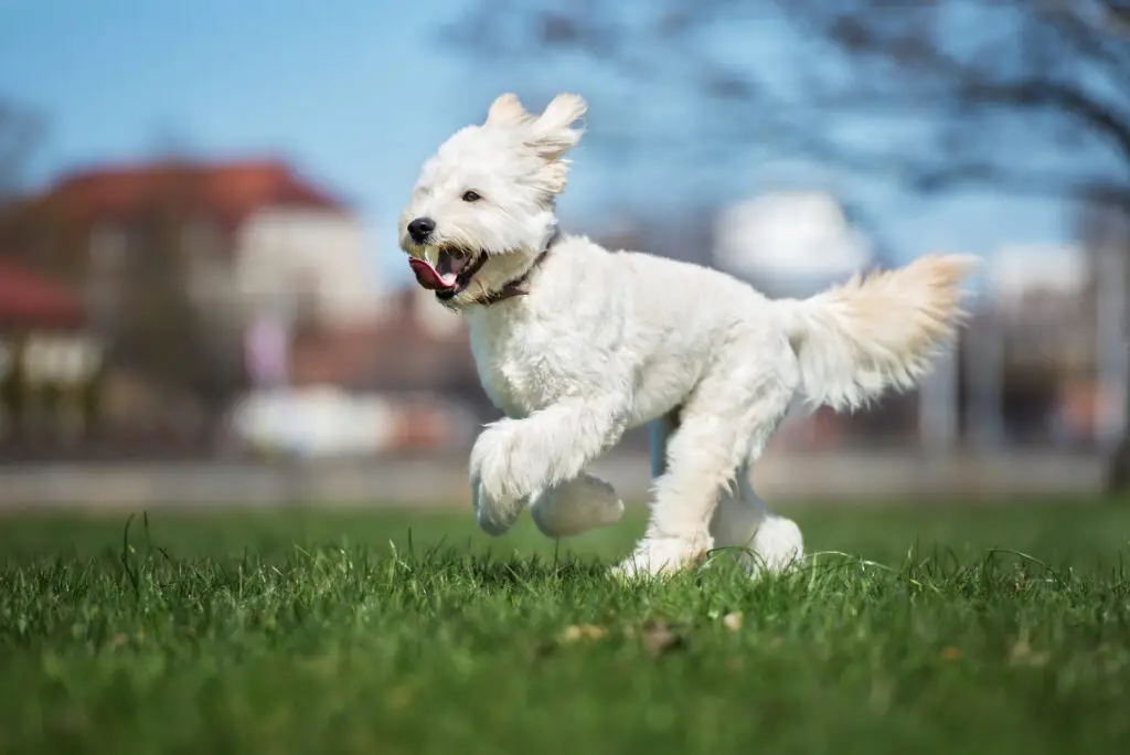 White Labradoodle running in grass
