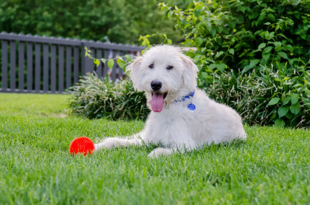 Labradoodle Lying in Grass With Red Toy Ball