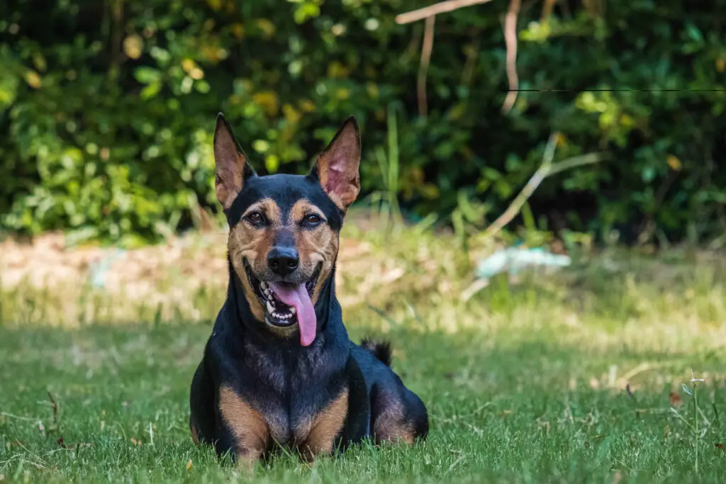 Doberman Rottweiler: Is the Doberpit the Best Guard Dog?