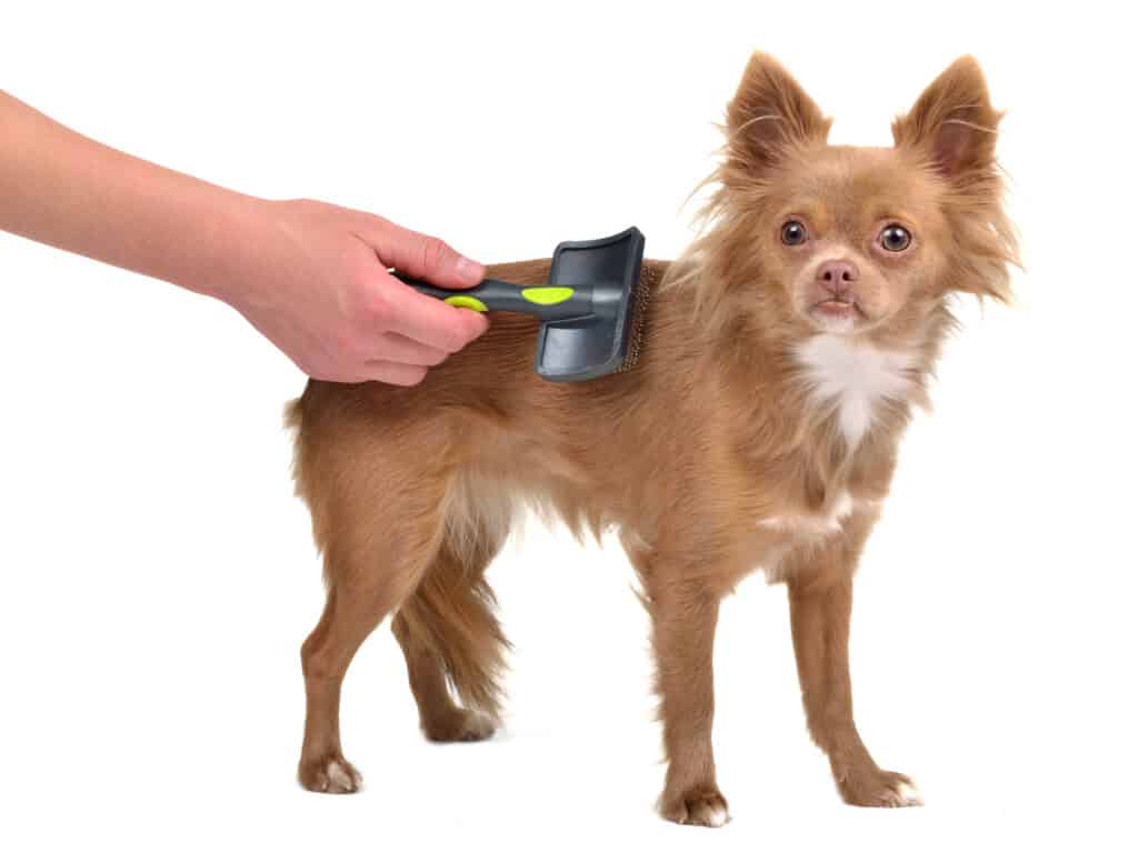 Best Dog Brushes for Short Hair young golden Chihuahua getting brushed.