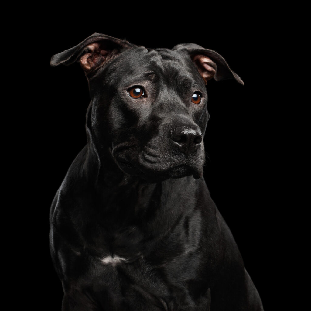 Black Pitbull: The Facts You Need About This Loyal Dog